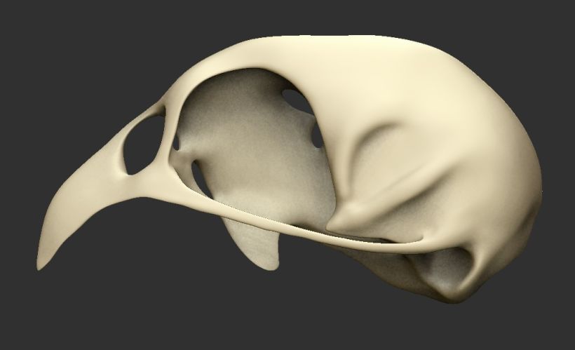 Cráneo de Priolo 6