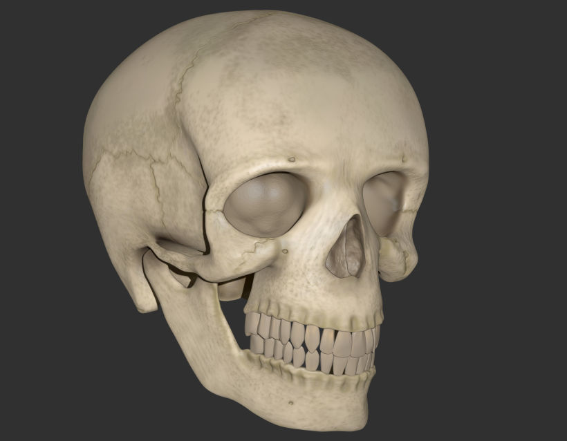 Cráneo Humano 2