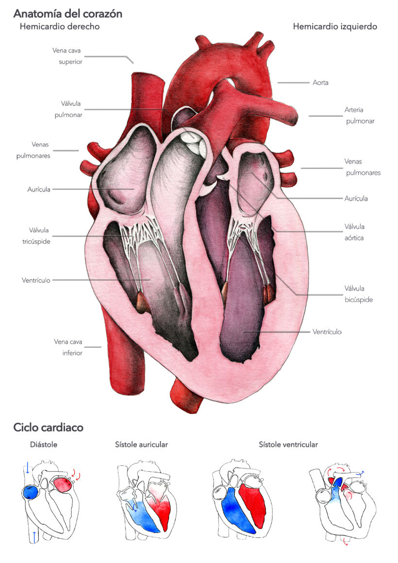 "Heart anatomy", un proyecto para Il·lustraciència 1