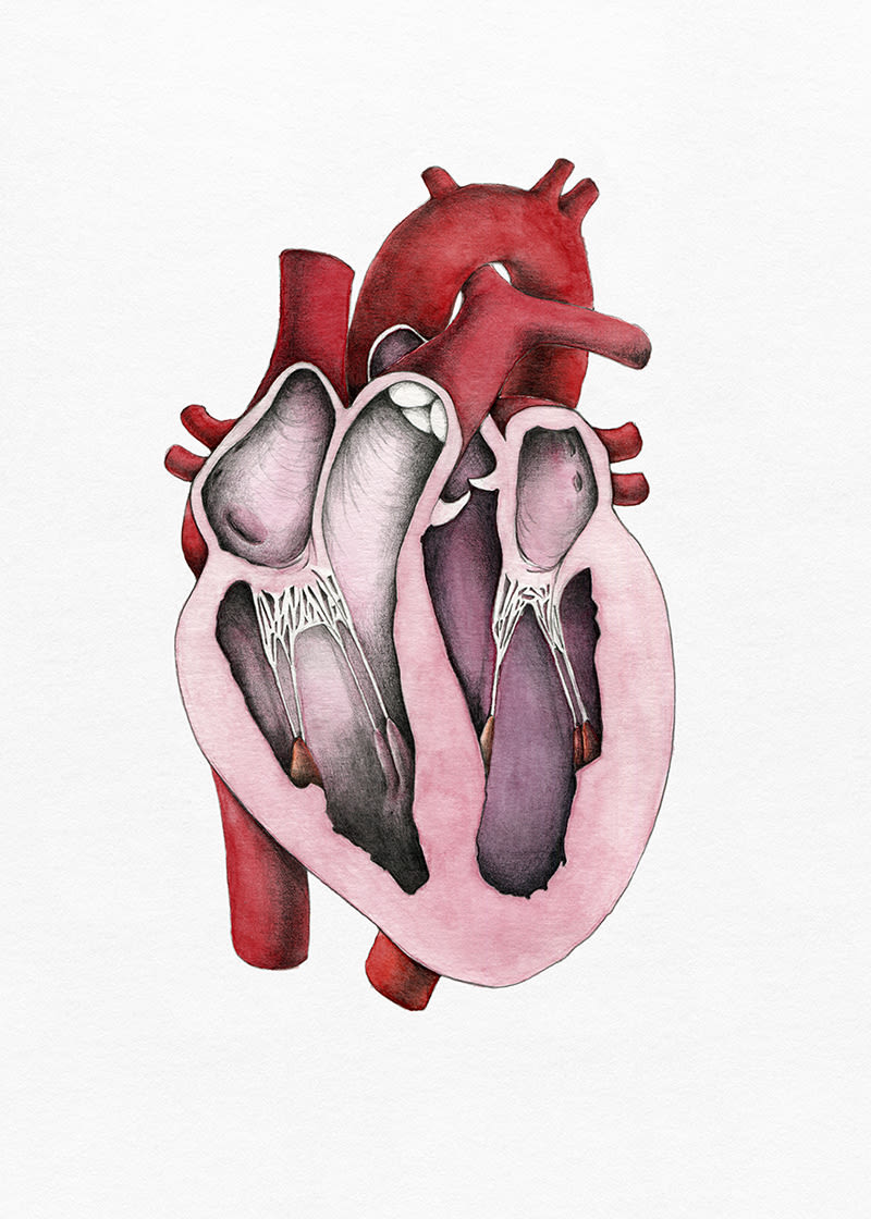 "Heart anatomy", un proyecto para Il·lustraciència 2