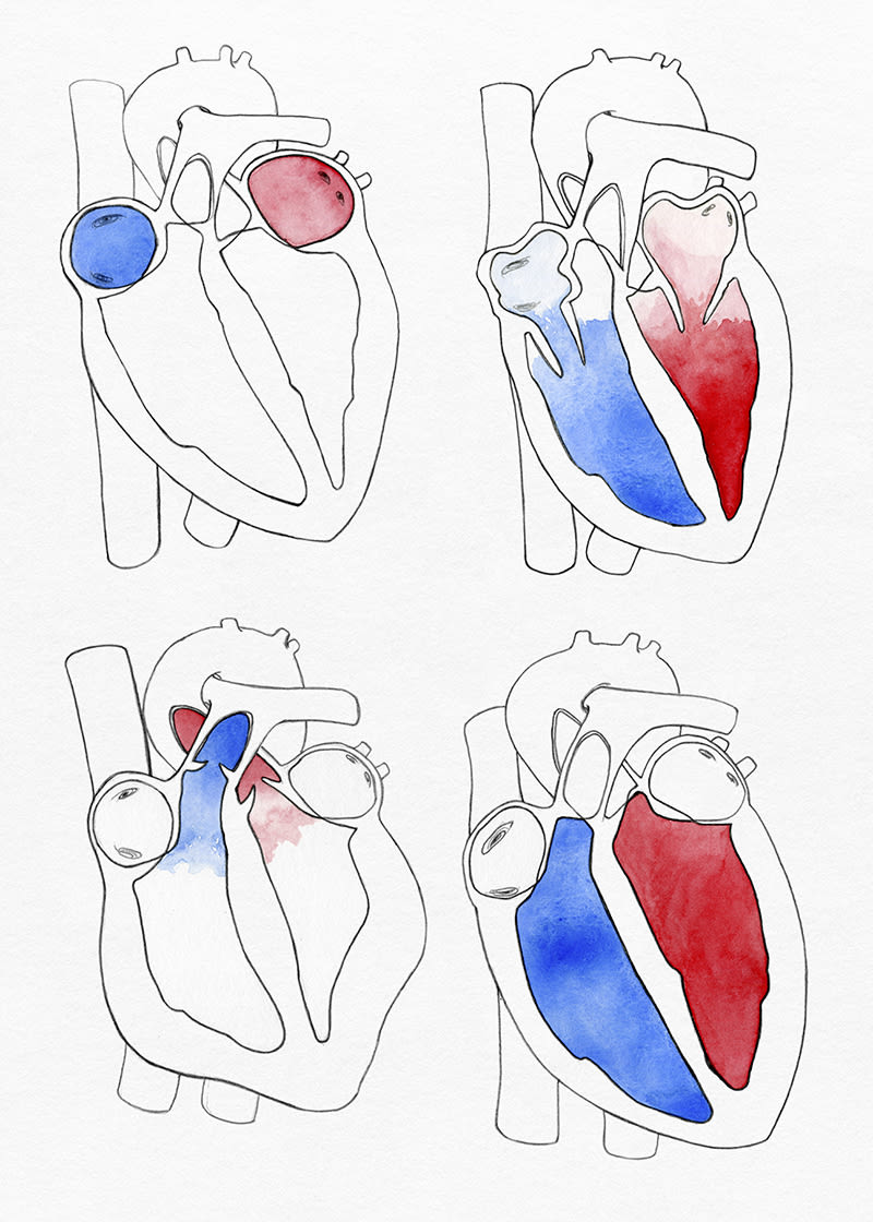 "Heart anatomy", un proyecto para Il·lustraciència 3