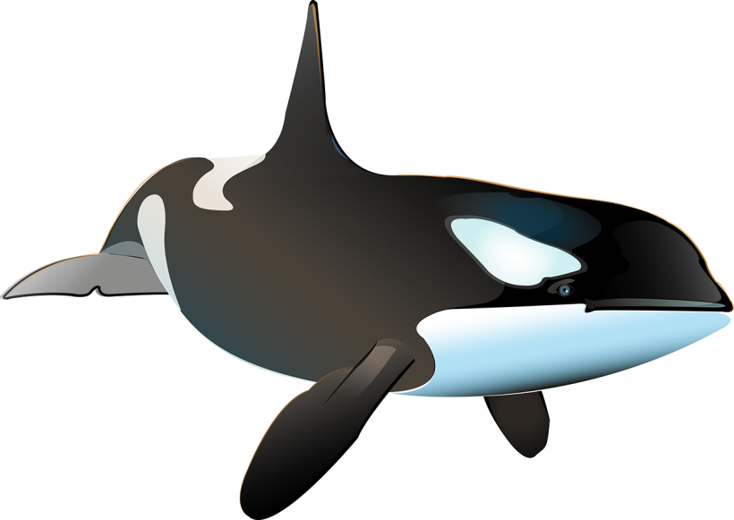 Killer Whale Inphography  4