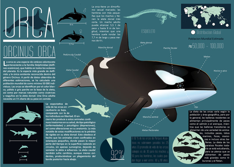 Killer Whale Inphography  0