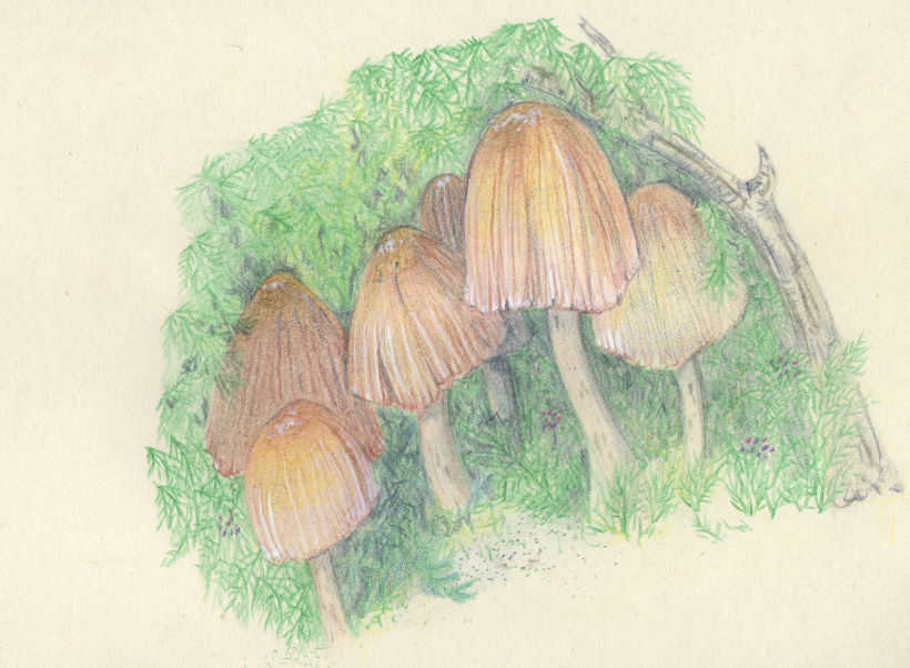 mushroom studies 0