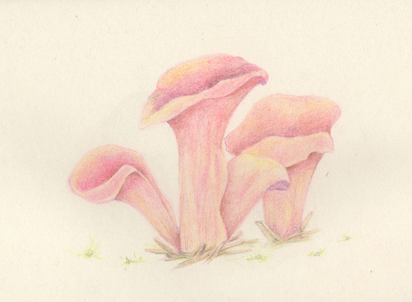 mushroom studies 2