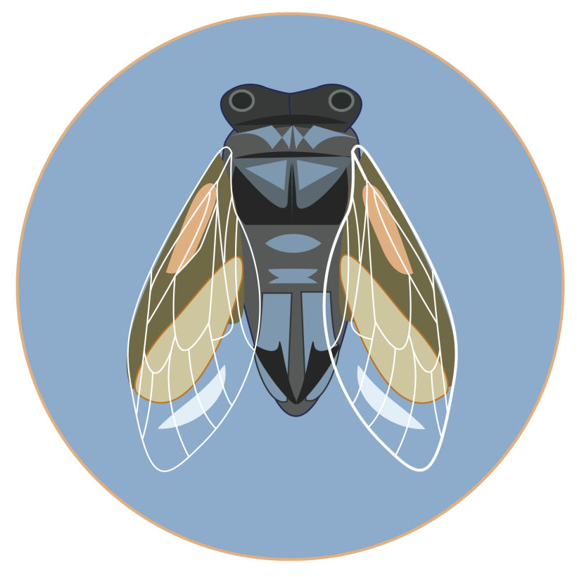 Cicada  -1