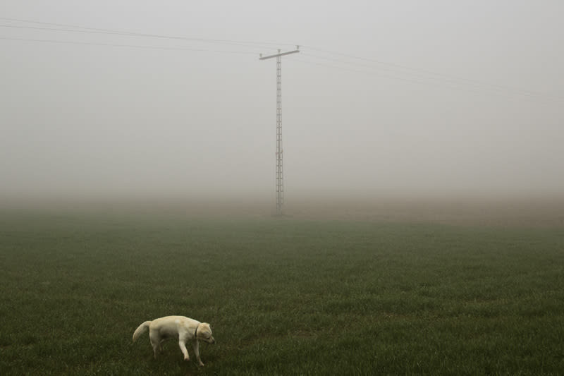 “El perro en la niebla” 2