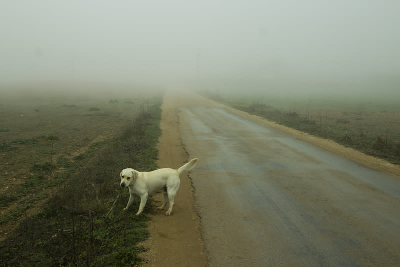 “El perro en la niebla” 5