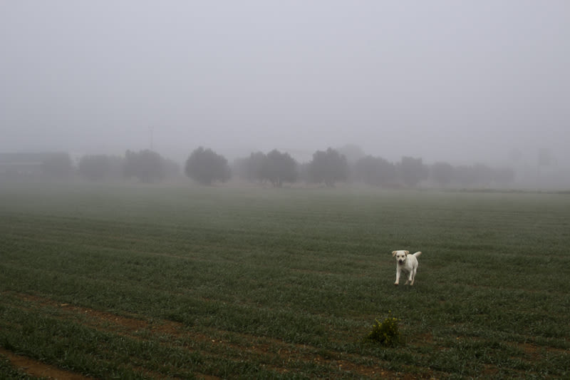 “El perro en la niebla” 6