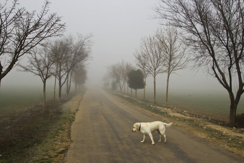 “El perro en la niebla” 8