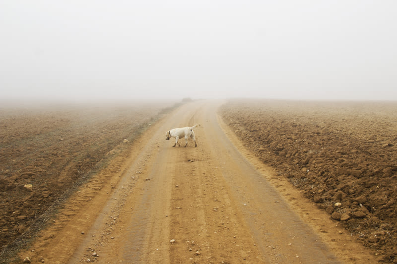 “El perro en la niebla” 13