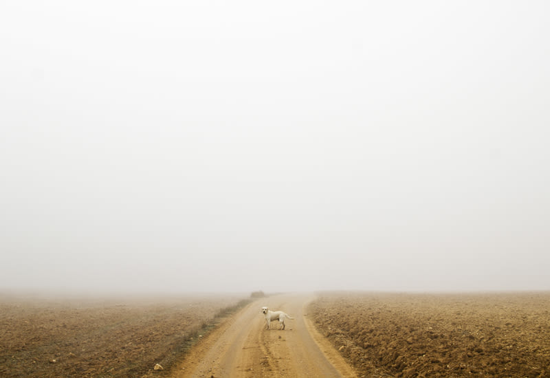 “El perro en la niebla” 14