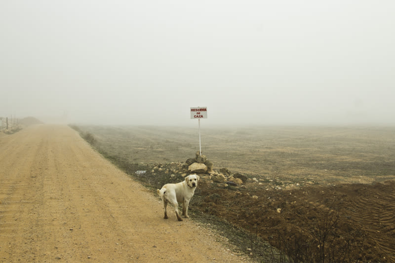 “El perro en la niebla” 15