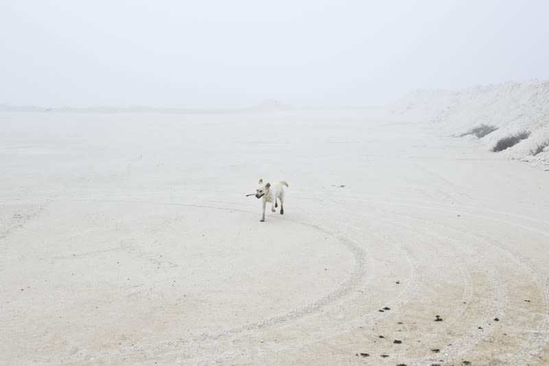 “El perro en la niebla” 16