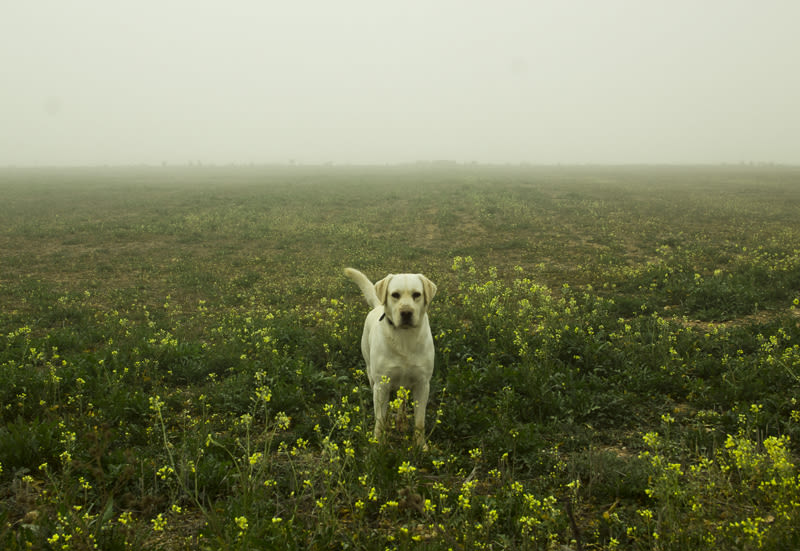 “El perro en la niebla” 17