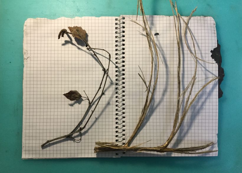 Mi Proyecto del curso: "Cuaderno del huerto" 4