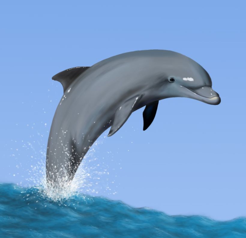 Delfín -1