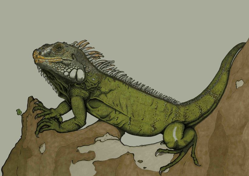 Iguana iguana -1