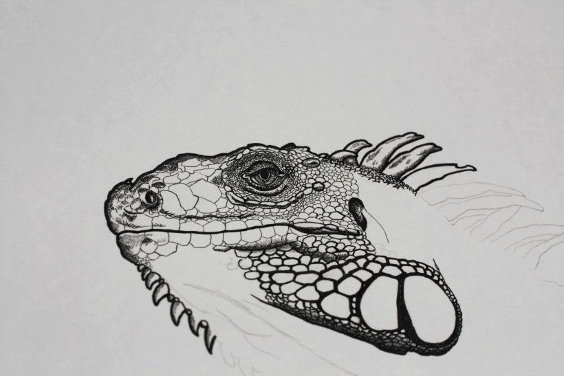 Iguana iguana 0