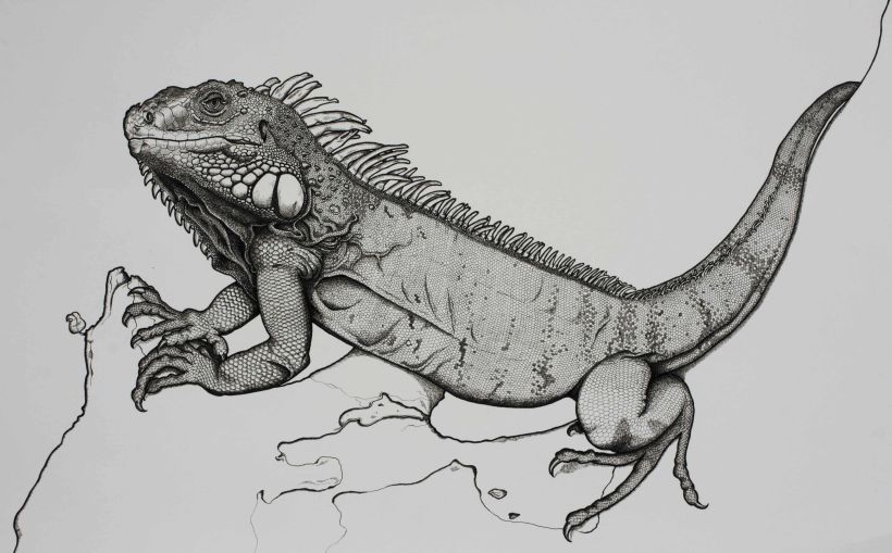 Iguana iguana 3