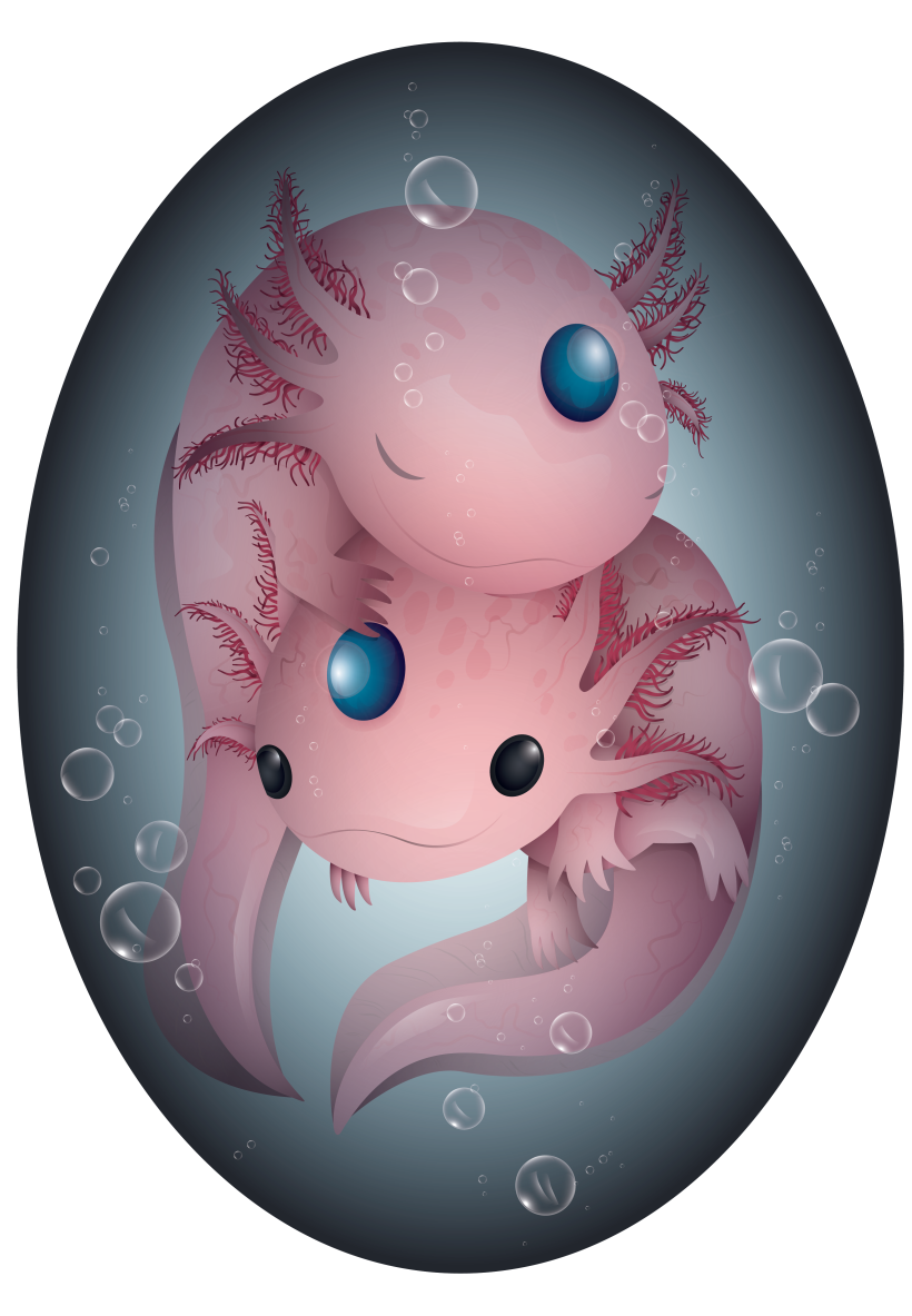 Axolotl -1