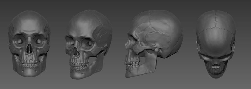 Skull Anatomy study -1