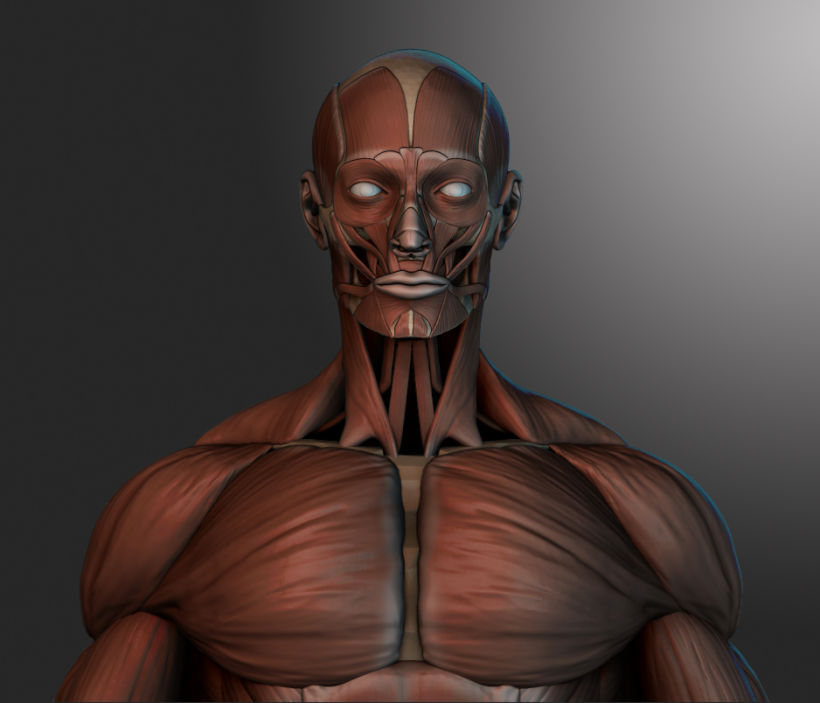 human muscles -1