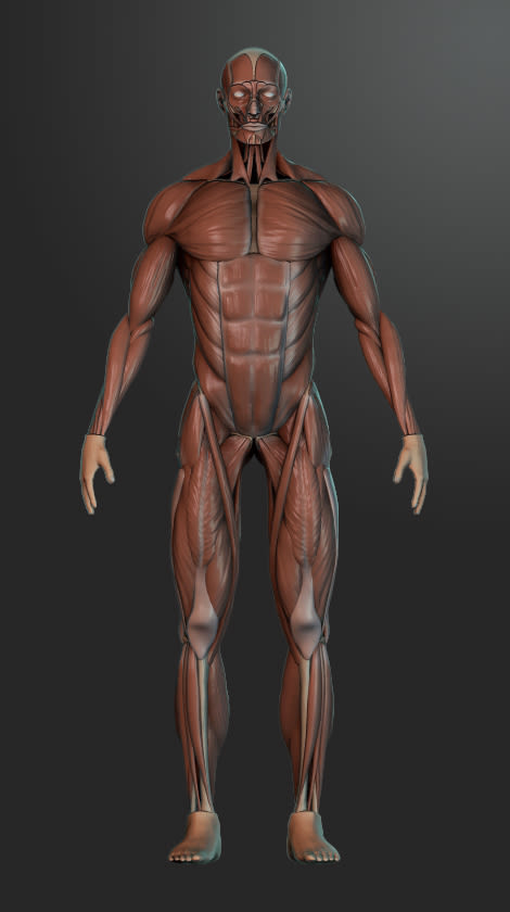 human muscles 0