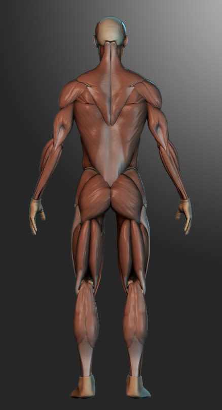 human muscles 1