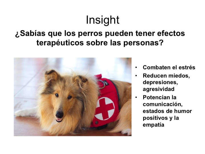 perroterapia.com ¿sabías que los perros pueden tener efectos terapéuticos sobre las  personas? 1