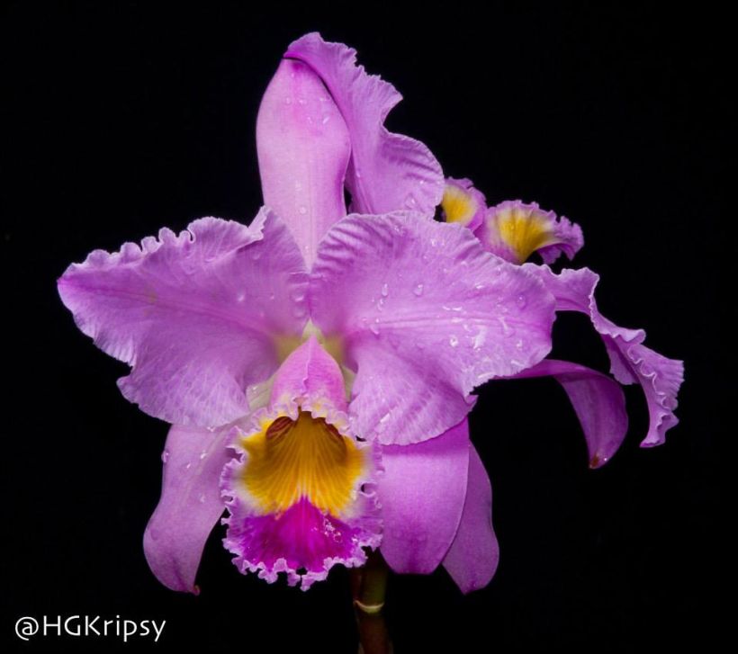 Orquídeas 1
