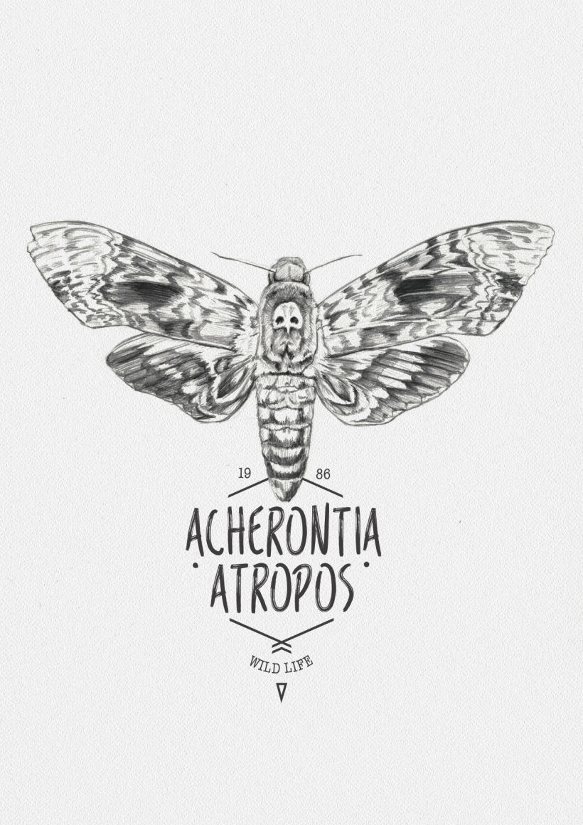 ACHERONTIA ATROPOS -1
