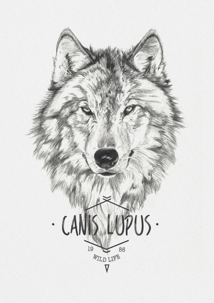 CANIS LUPUS -1