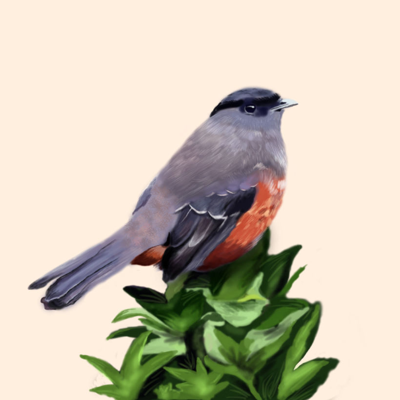 Aves - Biodiversidad 15