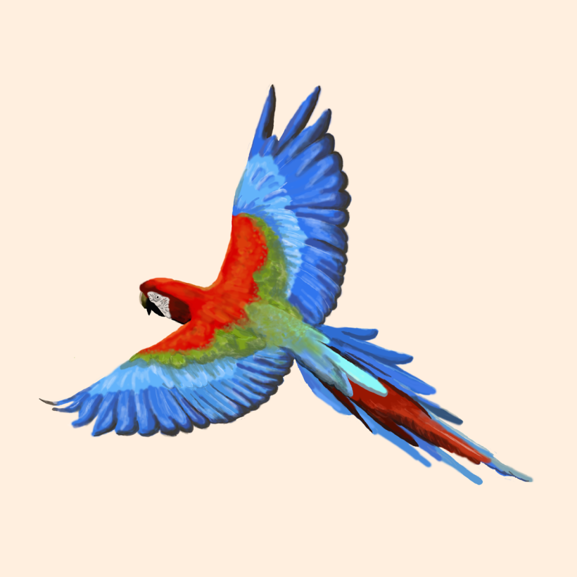 Aves - Biodiversidad 16