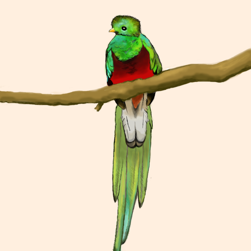 Aves - Biodiversidad 17