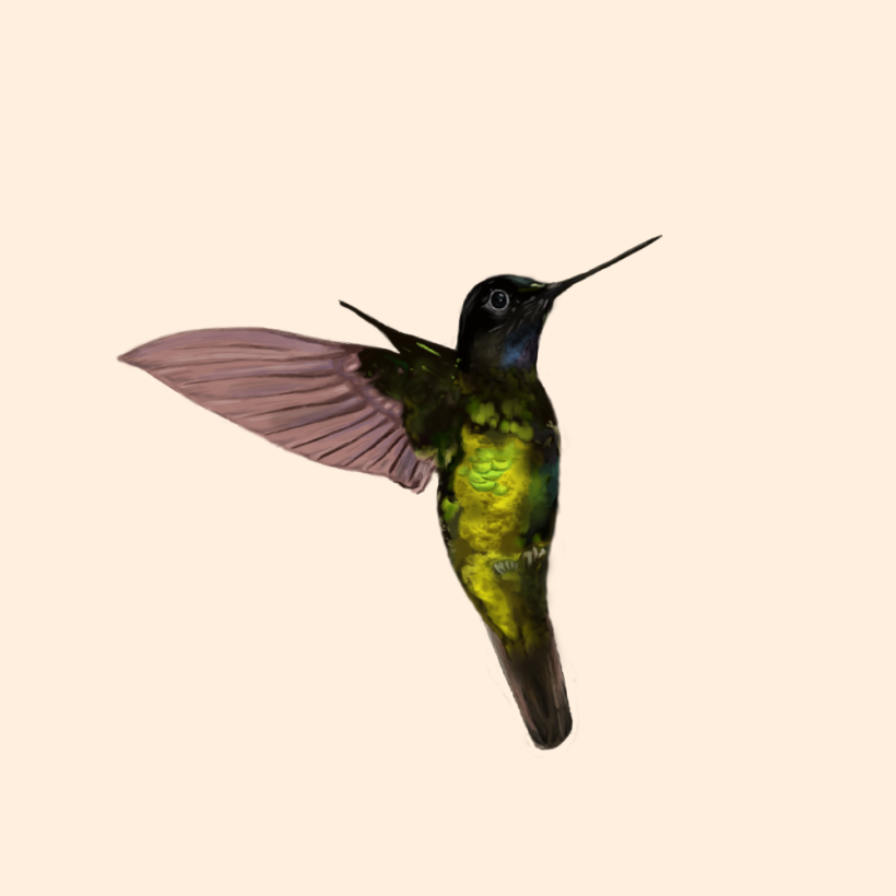 Aves - Biodiversidad 19
