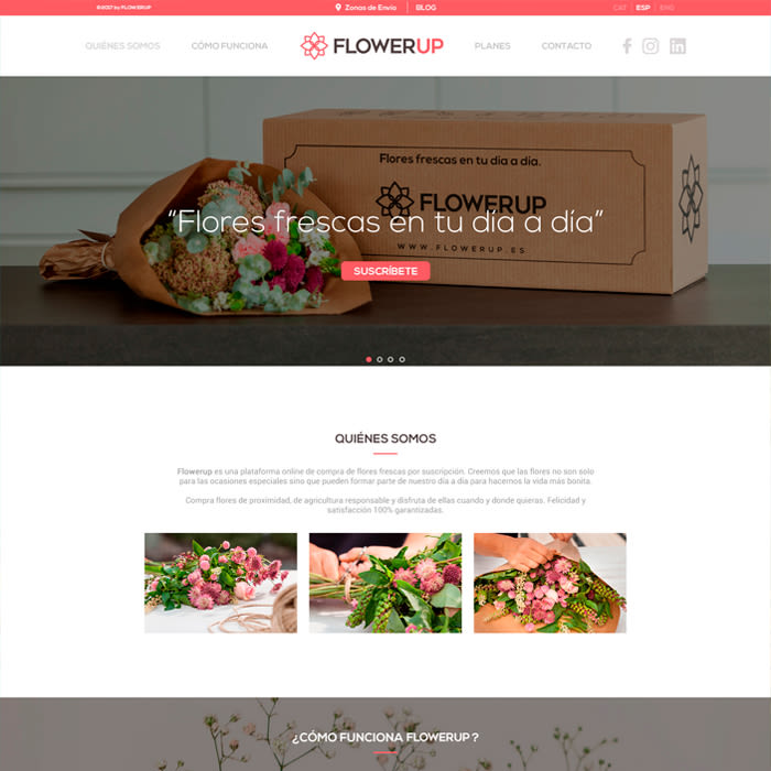 FlowerUp  |  Flores frescas en tu día a día 5