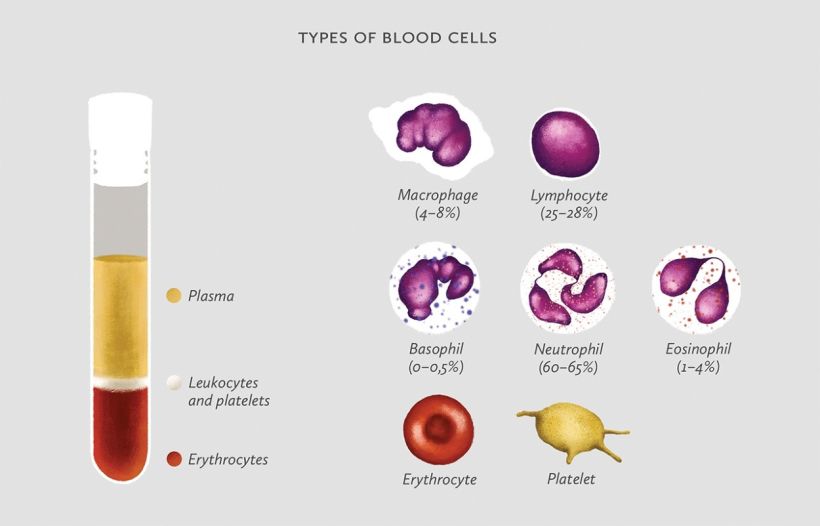 Basic Guide of Hemophilia 1