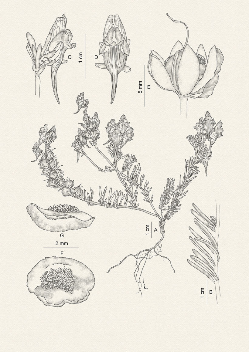 Botanic illustrations -1