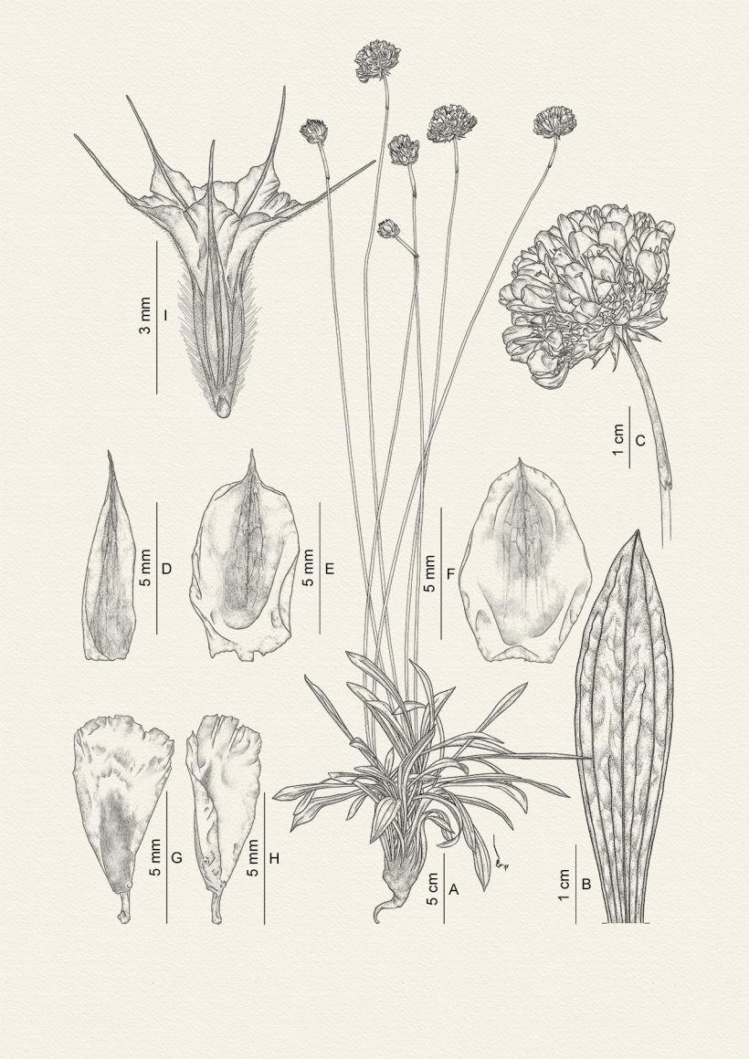 Botanic illustrations 0