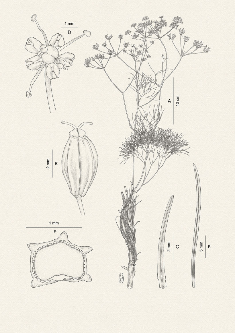 Botanic illustrations 1