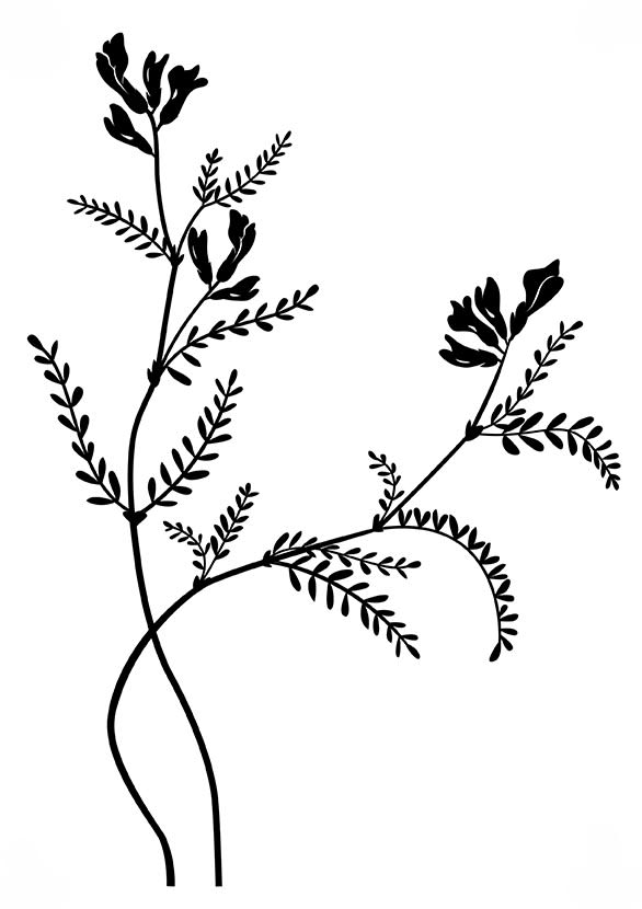 Ilustraciones botánicas para serigrafía -1