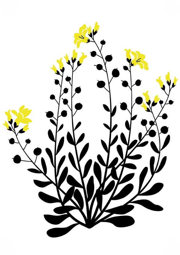 Ilustraciones botánicas para serigrafía 0