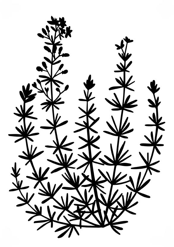 Ilustraciones botánicas para serigrafía 2