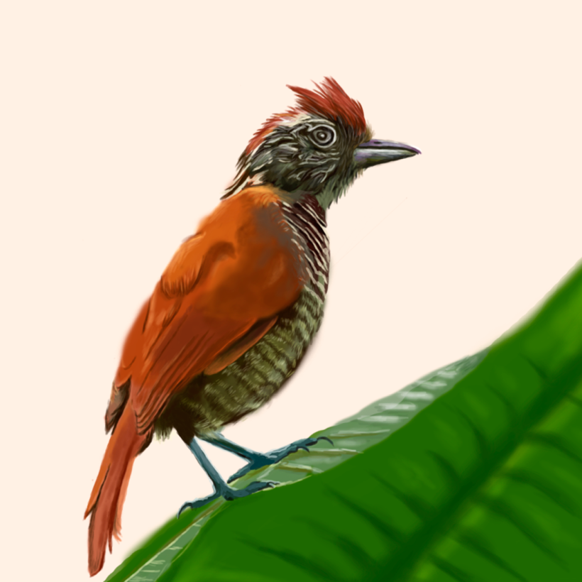 Aves - Biodiversidad 13