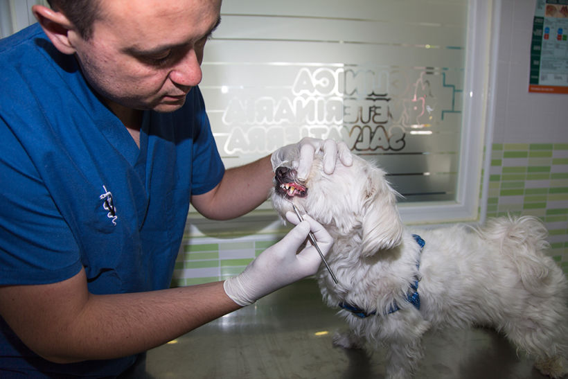 Fotografía corporativa de la clínica veterinaria Salvatierra (2016) 12