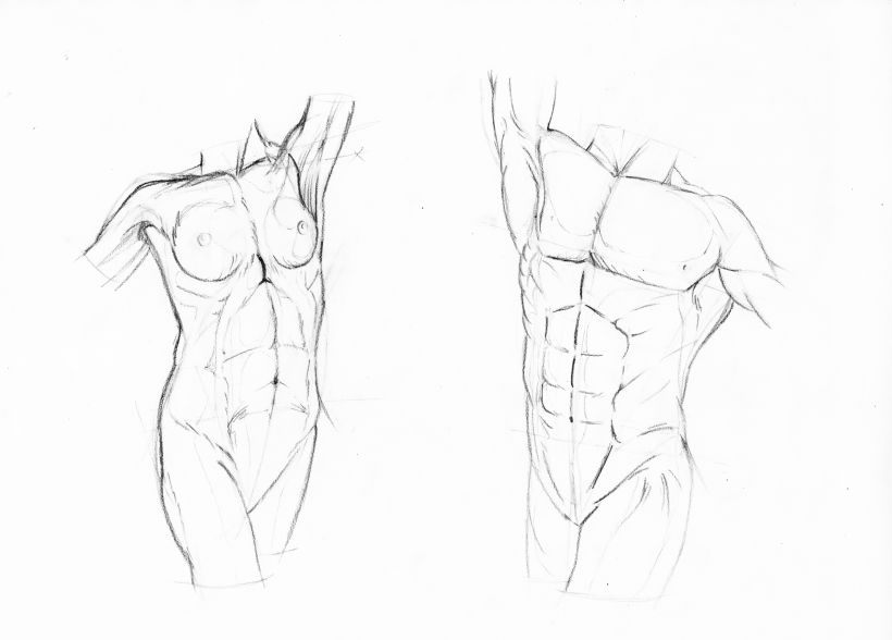 Ilustración de anatomía 1