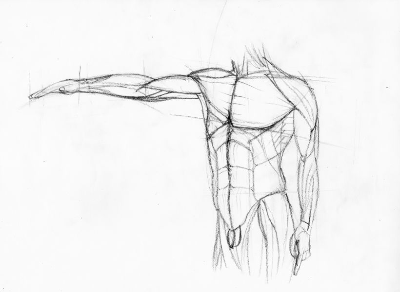 Ilustración de anatomía 2
