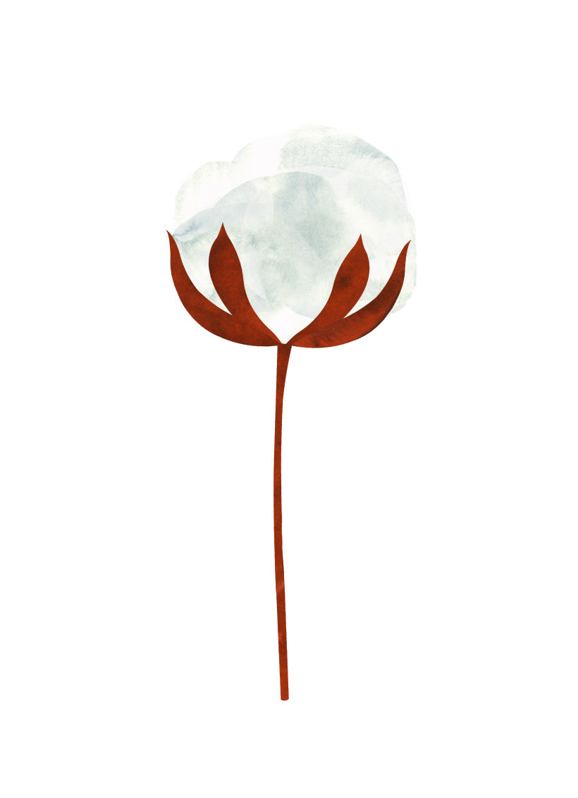 Flor de algodón 1